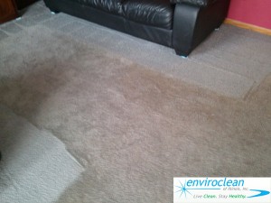 Carpet Cleaning Pingree Grove