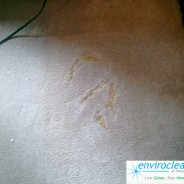 Stain Removal on Carpet