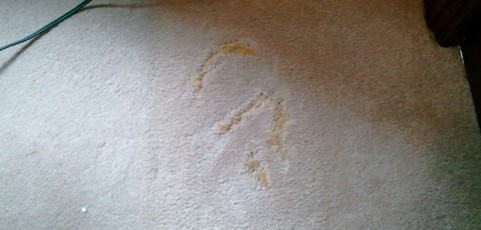 Stain Removal on Carpet