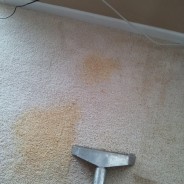 Professional Stain Removal | Carpet or Upholstery Stain Removal and Spot Cleaning