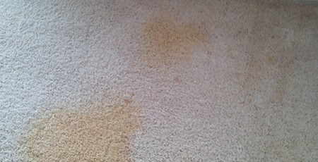 Professional Stain Removal | Carpet or Upholstery Stain Removal and Spot Cleaning