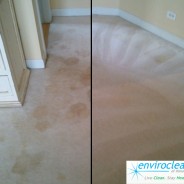 Urine Removal in Carpeting