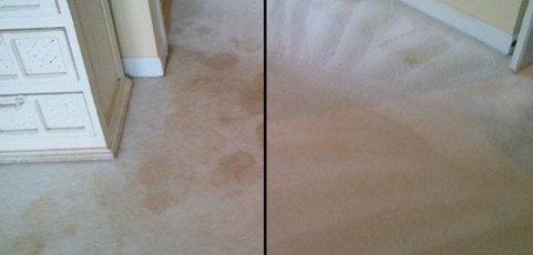 Urine Removal in Carpeting